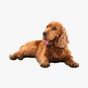Kimood COUSSIN POUR ANIMAL DE COMPAGNIE