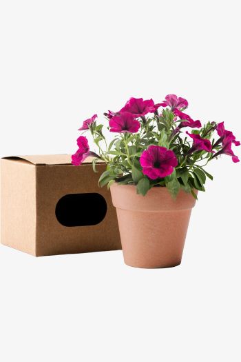 Image produit VOLEN